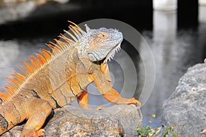 Large iguana