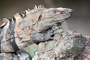 A Large Iguana from Costa Rica