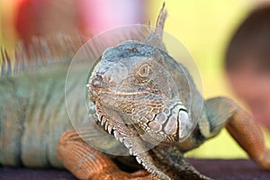 Large Iguana On Display At Wildlife Show