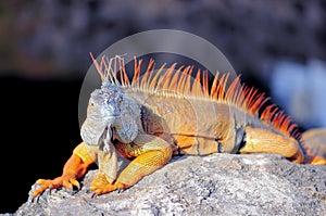 Large iguana facing camera