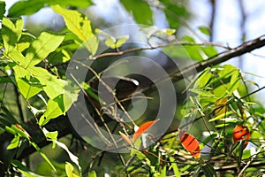 Colorful iguana behind the tree branches in Amazon rain frorest in Leticia, Colombia photo