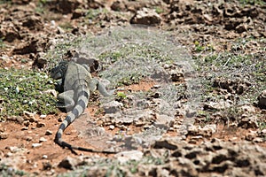 Large Iguana Hiding Withing Desert Rocks