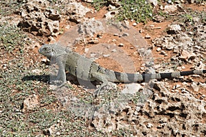 Large Iguana Hiding Withing Desert Rocks
