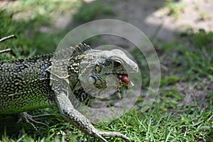 Large Iguana Munching on Some Grass in Aruba