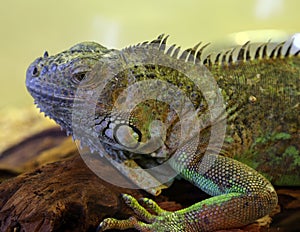 Large iguana with open eye