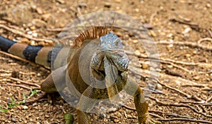 Large Iguana