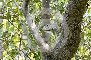 A Large Iguana on Top of a Tree at Crane Point Marathon