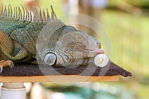 Large Iguana At Wildlife Show Licks Banana