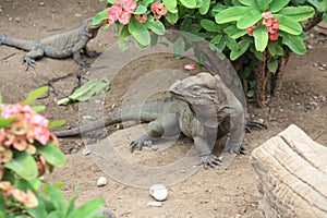 Large iguanas relax in the garden