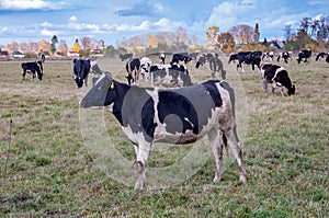 A large image of a cow`s head, black with white spots, on a blurred background of a herd of cows grazing on a field