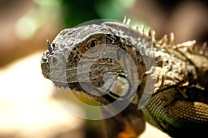 Large image of an iguana