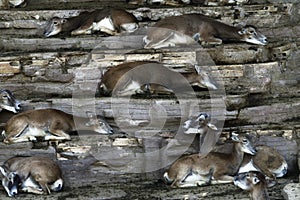 a large Impala Herd relaxing together