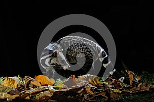 Large Indian Civet photo