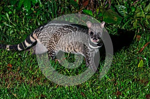 Large indian civet or Viverra zibetha, A nocturnal creature.