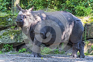 A large Indian Rhinoceros in the zoo Blijdorp in Rotterdam photo