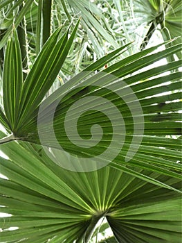 Large Indoor Palm House Leaves