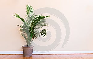 Large indoor palm plant in a yellow room