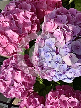 Large inflorescence of pink hydrangea