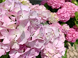 Large inflorescence of pink hydrangea