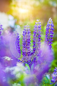 Large inflorescences of lupines in the light of the setting sun in the green grass