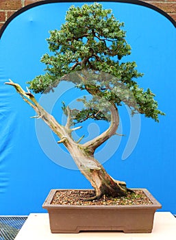 A Large informal upright needle type juniper bonsai on display in Belfast Northern Ireland