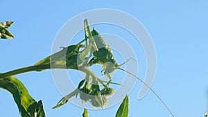 A large insect on the grass. Creative. A huge locust sitting on a thin green branch in front of a bright daytime blue