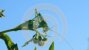 A large insect on the grass. Creative. A huge locust sitting on a thin green branch in front of a bright daytime blue