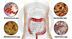 Large intestinal microbiome