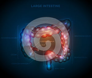 Large intestine abstract blue design