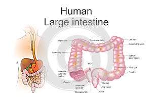 The large intestine, also called the colon, is part of the final stages of digestion. photo