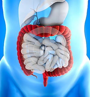 Large intestine, also known as the large bowel, is the last part of the gastrointestinal tract and of the digestive system