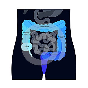 Large intestine anatomy