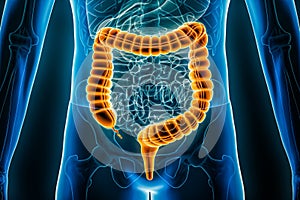 Large intestine or colon or bowels 3D rendering illustration close-up. Irritable bowel syndrome, anatomy, medical, biology, photo