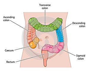 Names areas of the large intestine photo