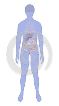 Large intestine highlighted on the silhouette of a human photo