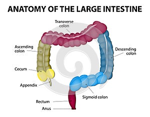 Large intestine. Human anatomy photo