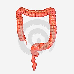 Large intestine photo