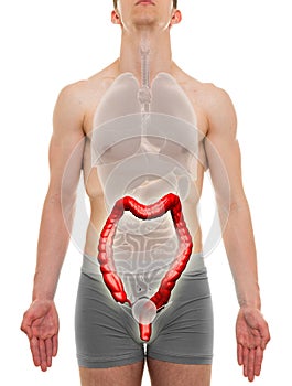 Large Intestine Male - Internal Organs Anatomy - 3D illustration