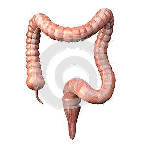 Large intestine medically accurate isolated on white. Human digestive system anatomy. Gastrointestinal tract