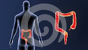 Large Intestine zoom with Body