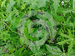 Large, intricately lobed leaves of a papaya tree create a dense canopy of green. photo