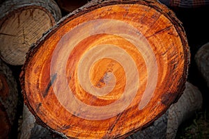 Large irregular tree cut in a circular circle pattern on wood texture background. The texture of colored wood logs cut. Wood