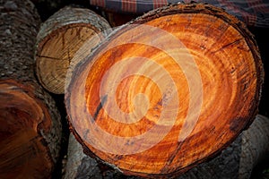 Large irregular tree cut in a circular circle pattern on wood texture background. The texture of colored wood logs cut. Wood