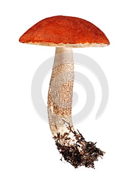 Large isolated Leccinum photo