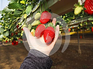 Large Israeli strawberry in the palm of your hand