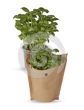 large Italian basil in pots and paper bags isolated white background