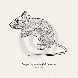 The large Japanese field mouse Apodemus speciosus, hand draw sketch vector