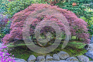 Large Japanese Maple Tree