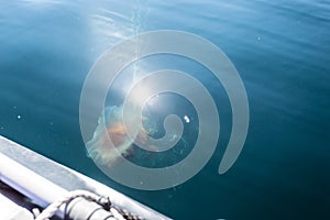Large jellyfish cyanea capillata near boat in the deep blue Barents sea, Arctic ocean