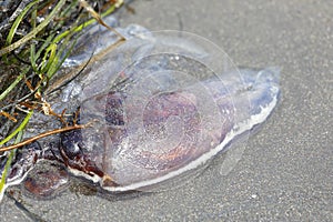 A large jellyfish lies on the sand